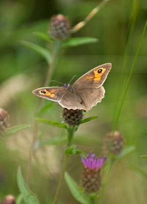 Meadow Brown DM0089